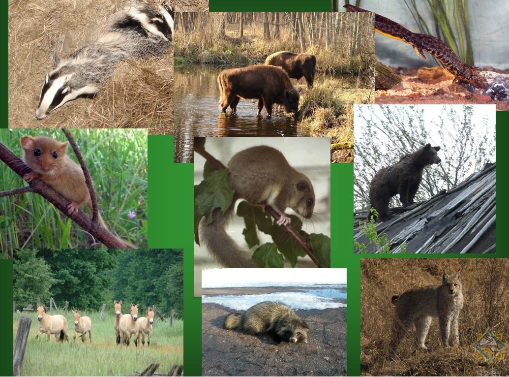 Животный мир Белоруссии