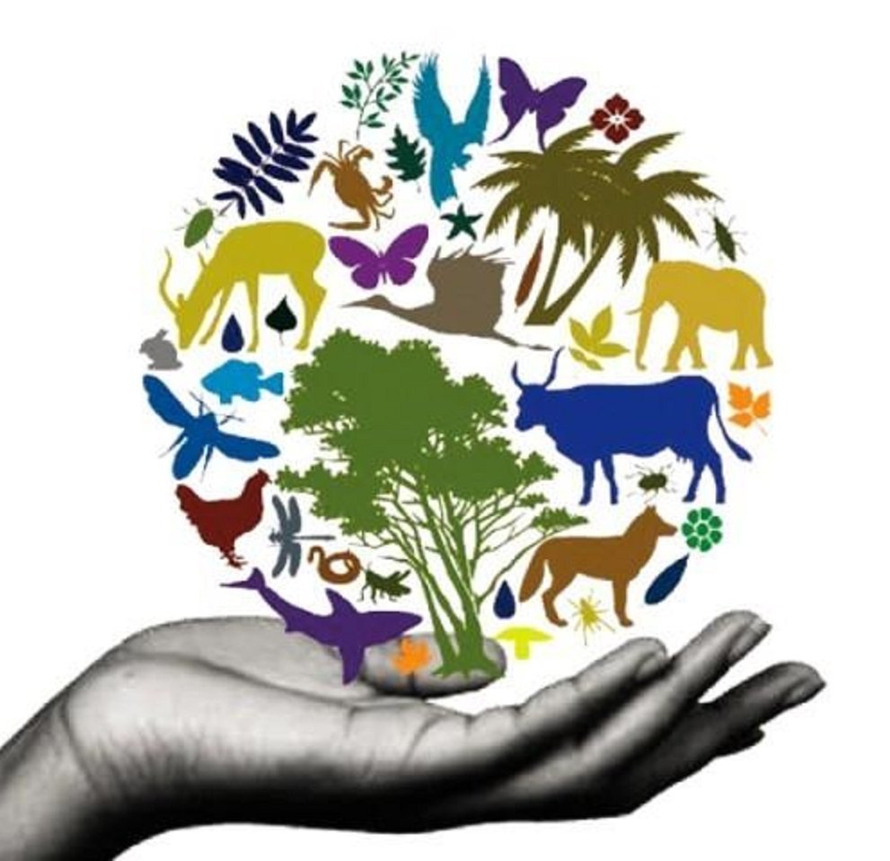 Биологическое разнообразие