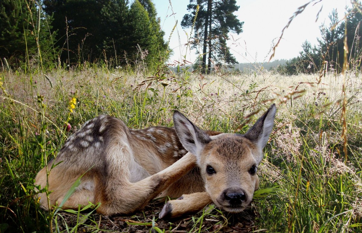 Кузнецкий Алатау заповедник животные