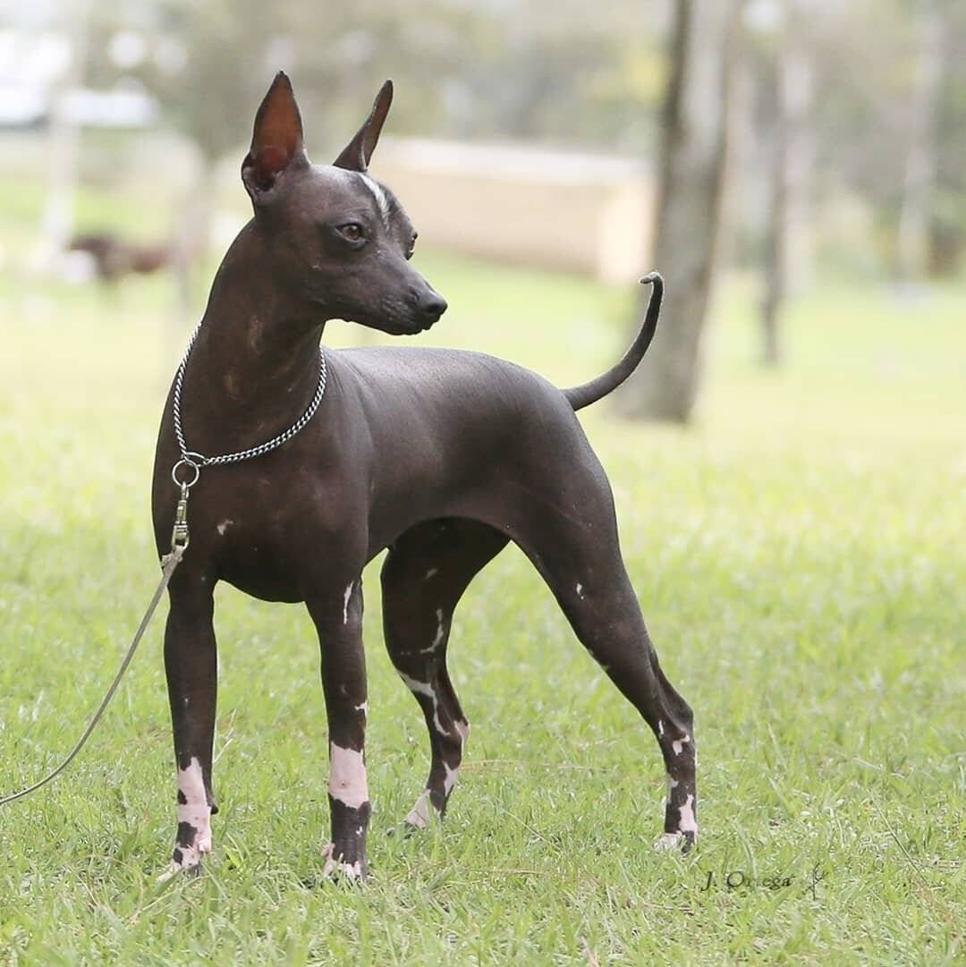 Собака Анубис ксолоитцкуинтли