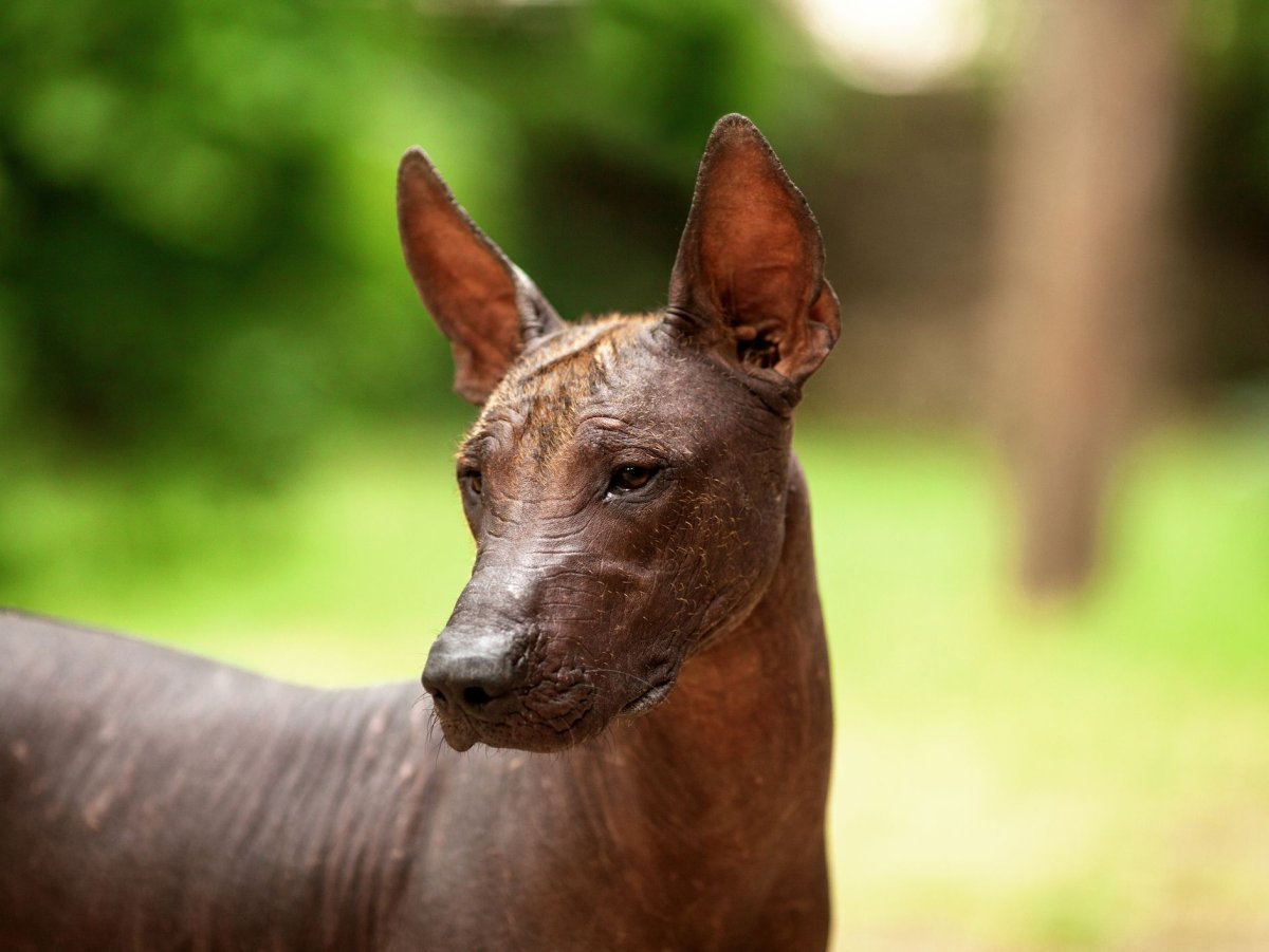 Мексиканский ксоло