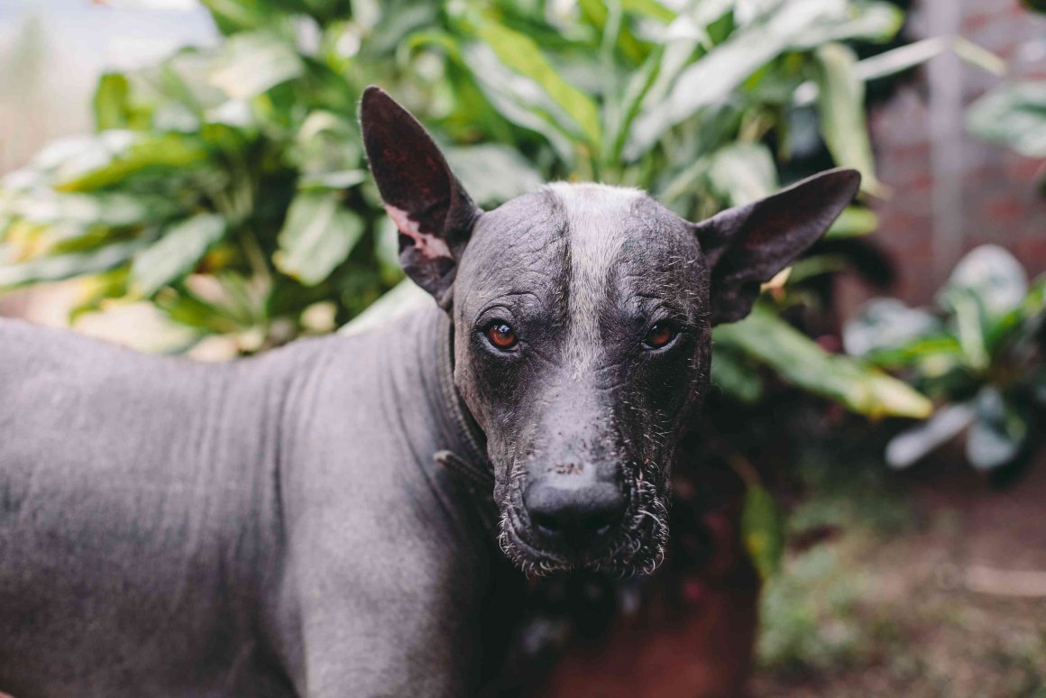 Мексиканская порода собак ксолоитцкуинтли