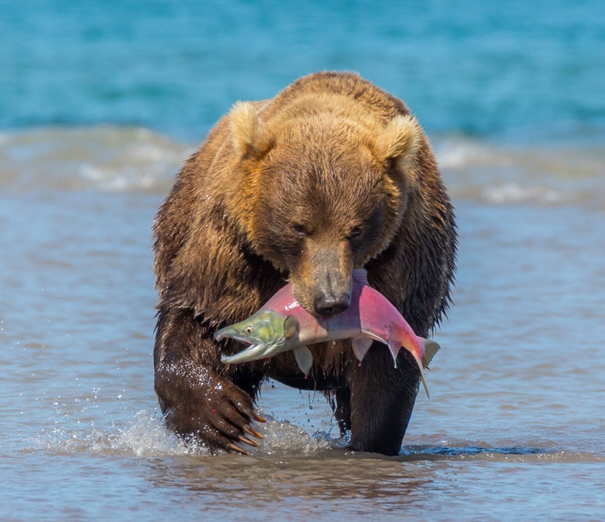 Курильское озеро Камчатка