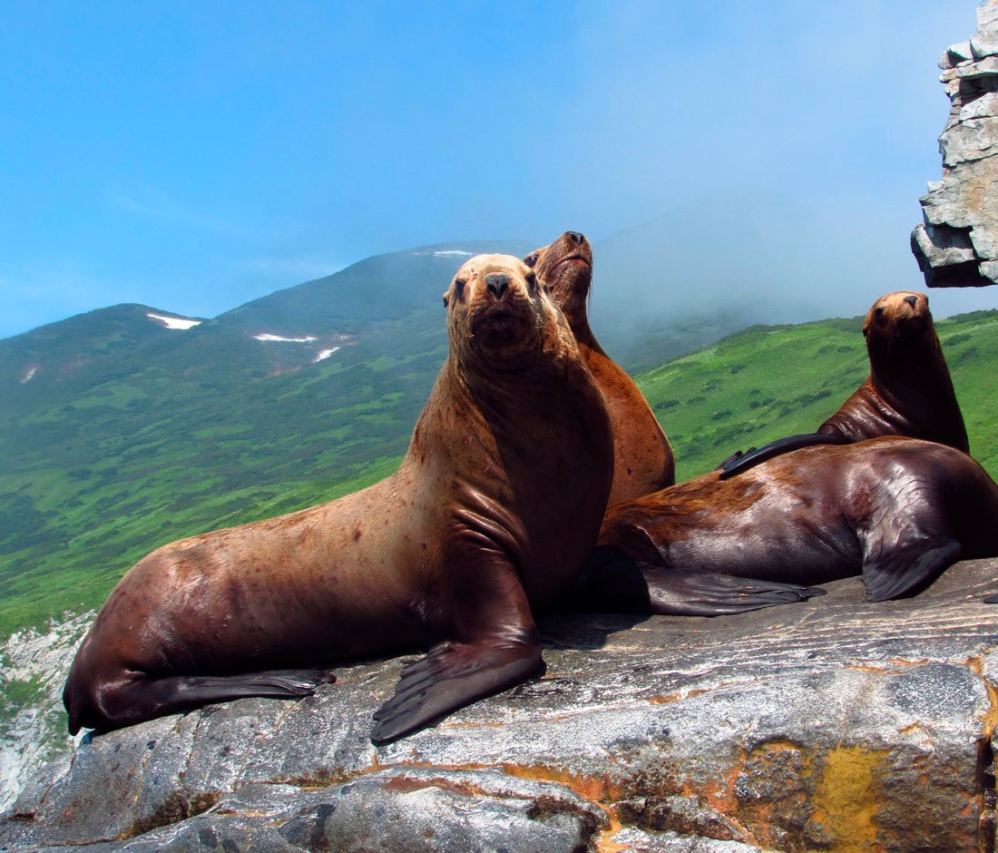 Сивуч (Северный морской Лев) Eumetopias jubatus