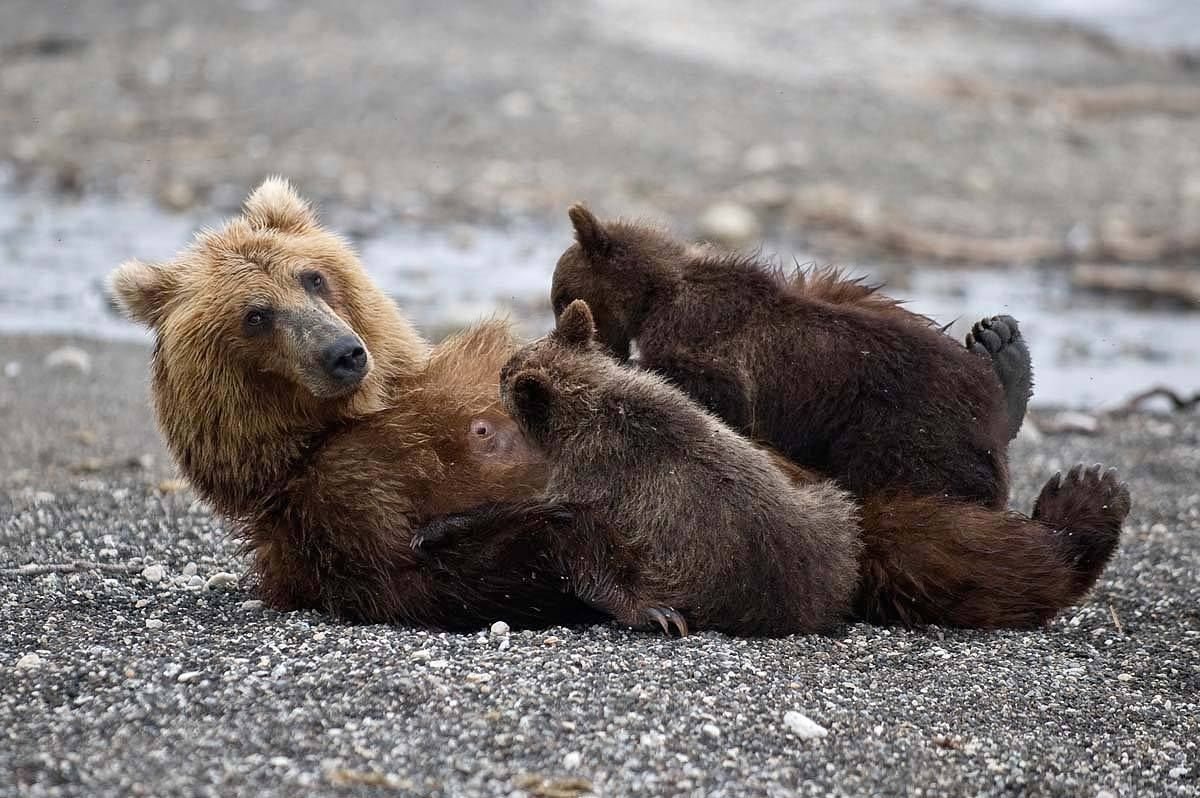 Медведи семья Камчатка