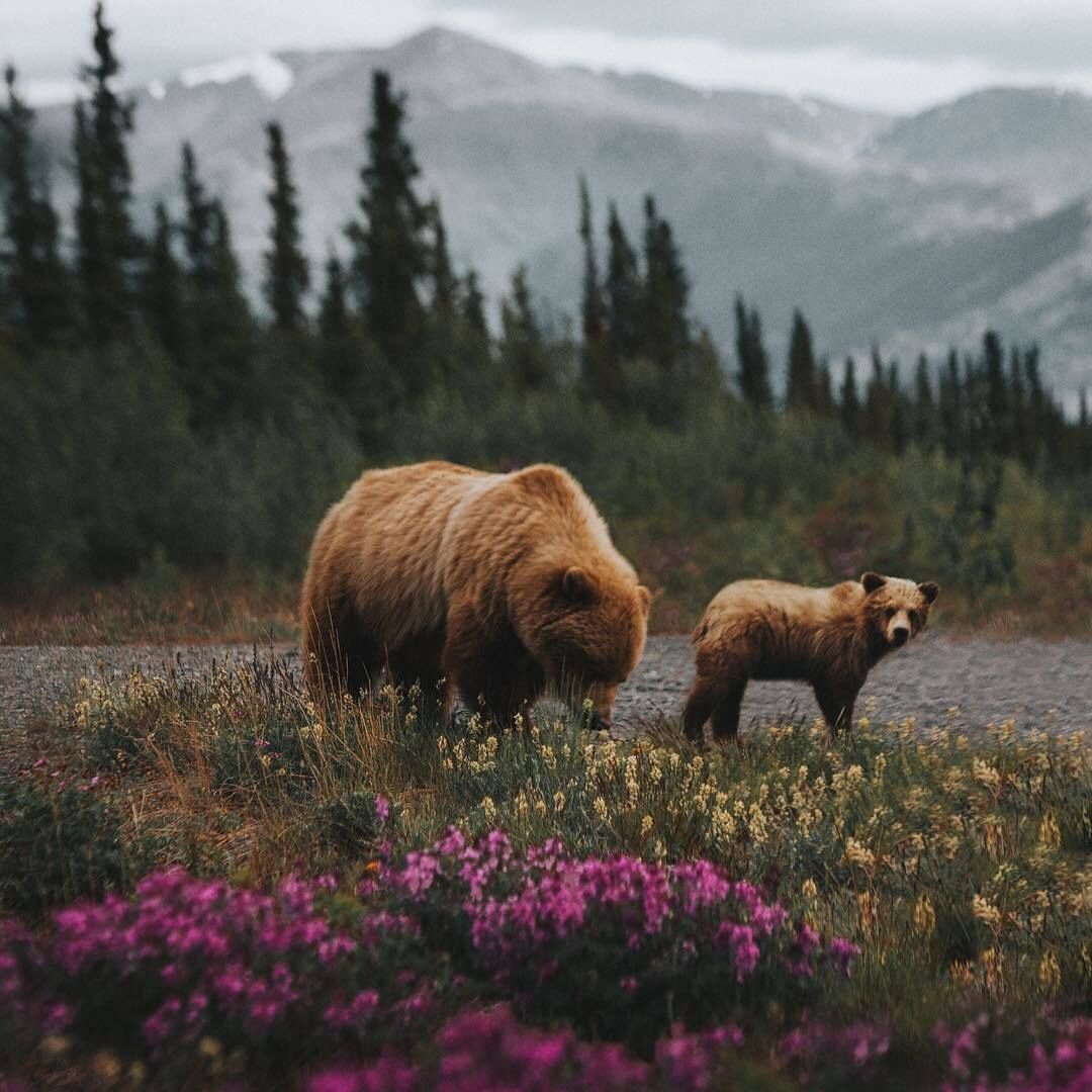Yukon Canada Grizzly