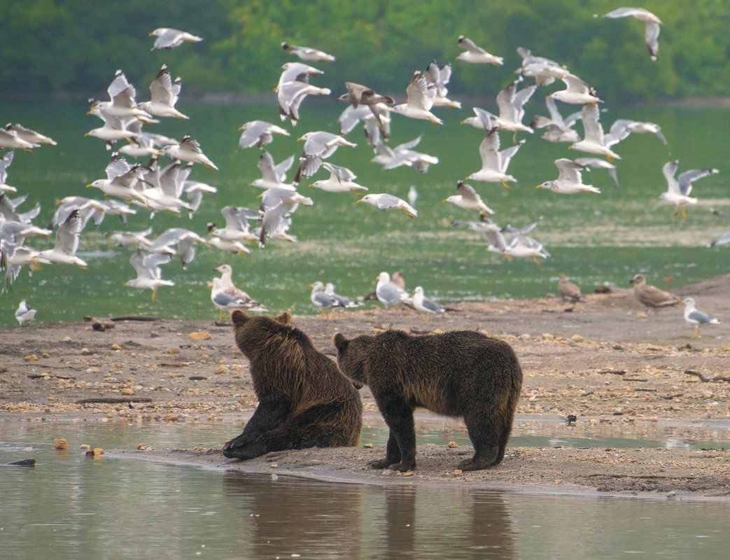 Дикая природа Камчатки