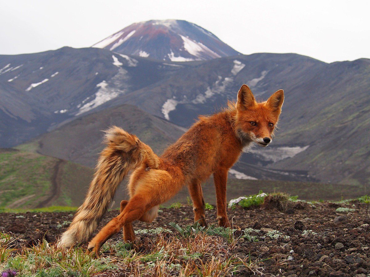 Фауна Камчатки