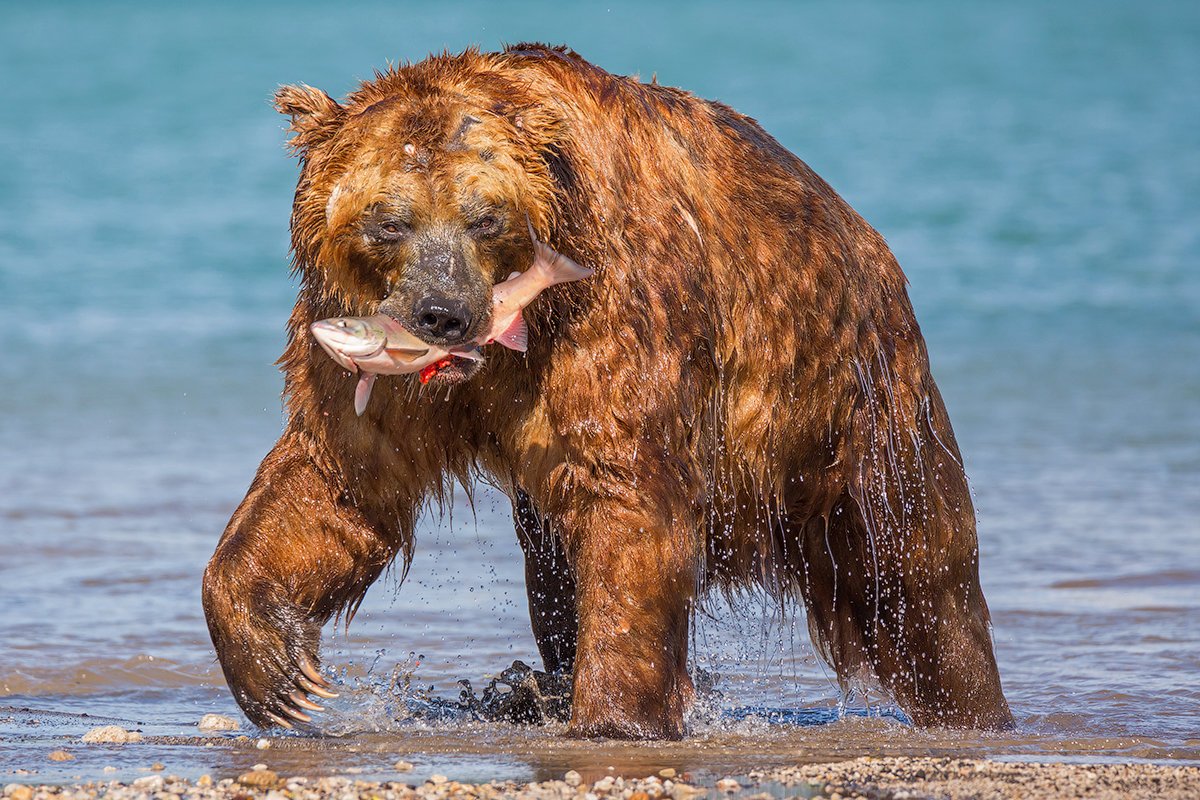 Петропавловск-Камчатский медведи