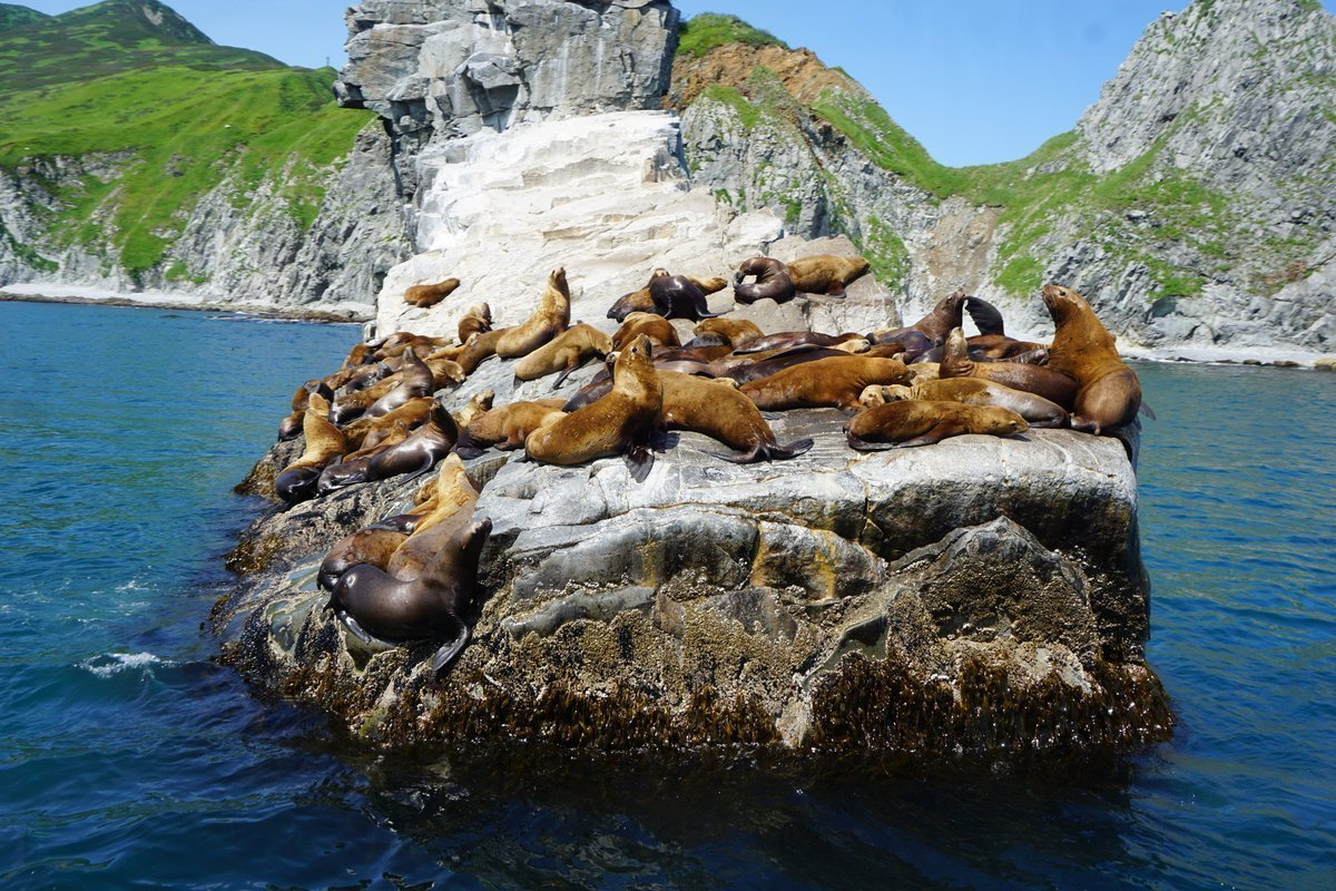 Лежбище сивучей Камчатка