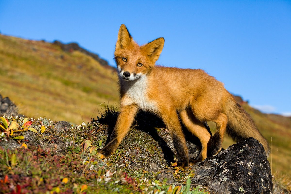 Кроноцкий заповедник лиса огневка