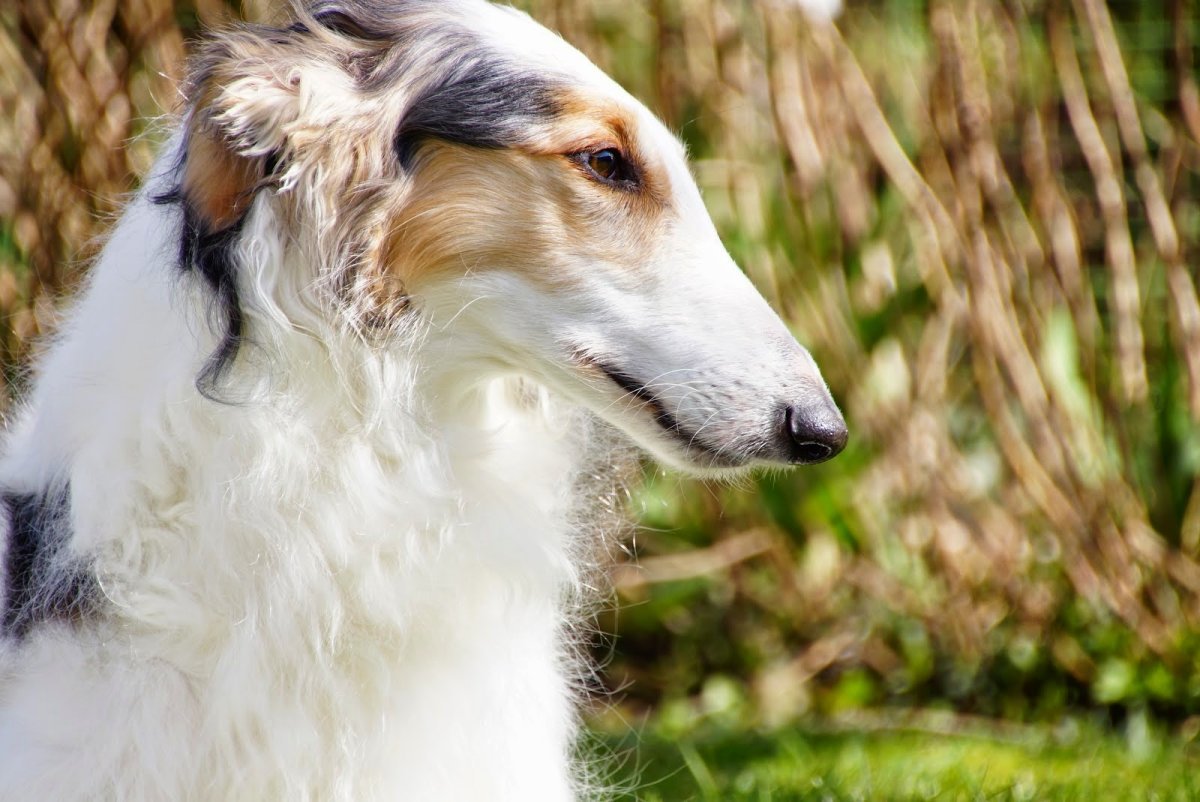 Борзая телка