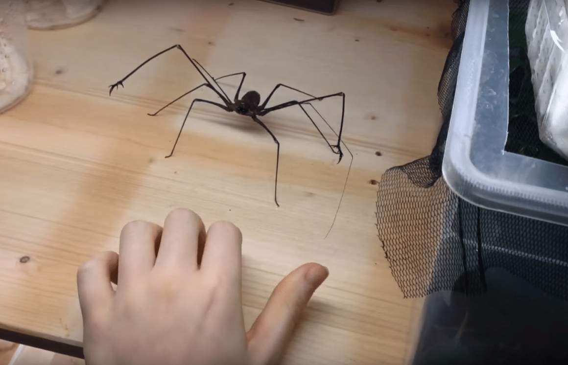 Арахнофобия страх пауков