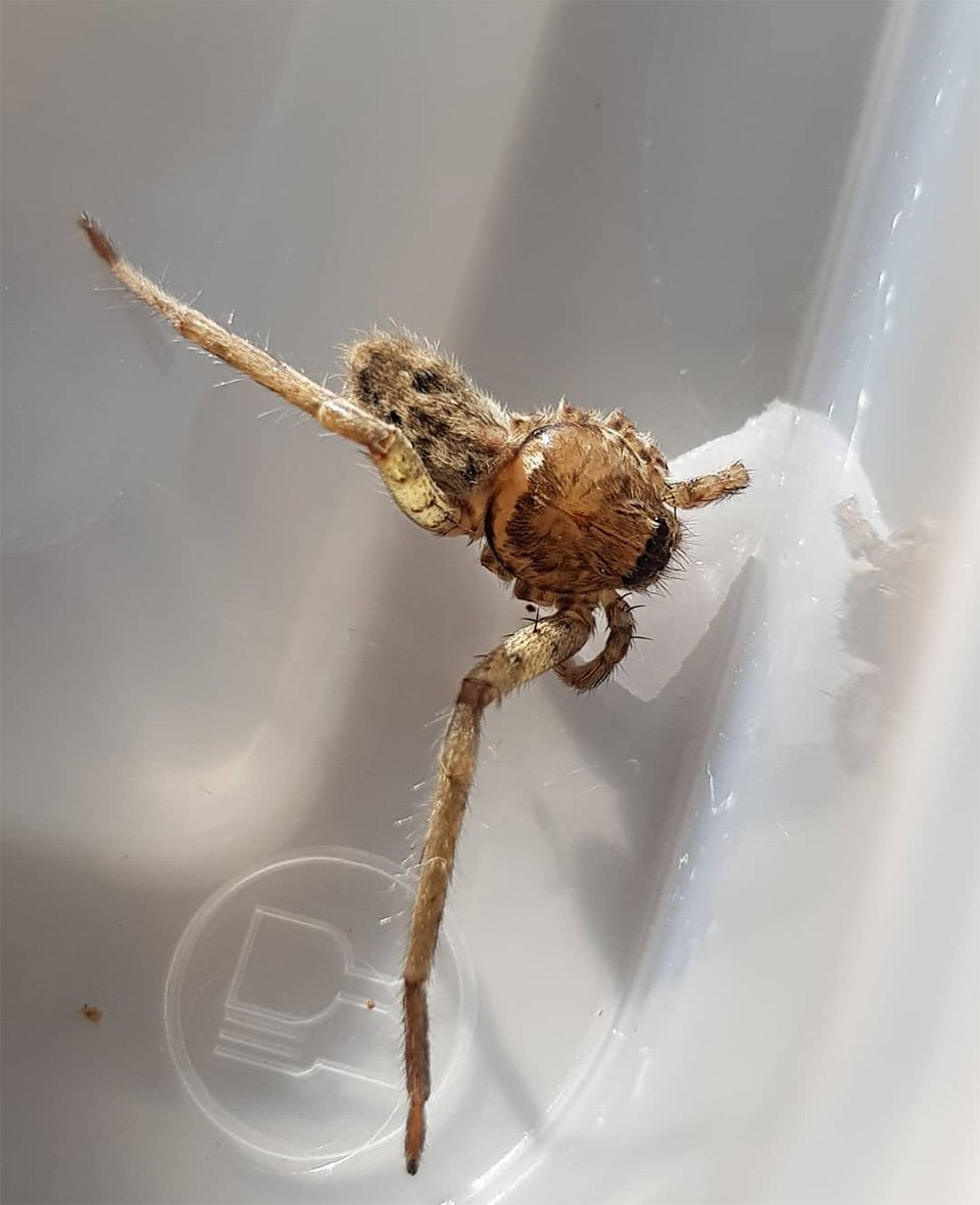 Пауки умеют отращивать конечности