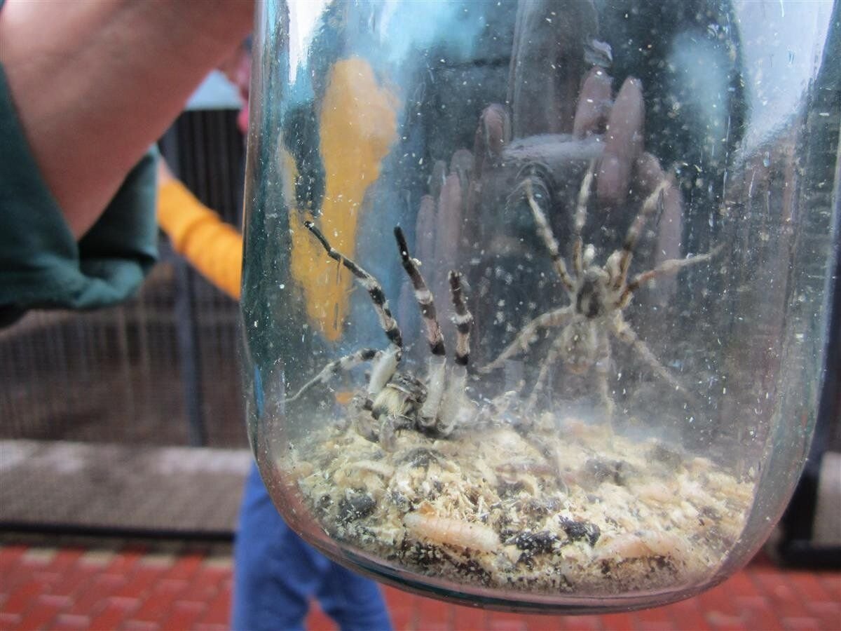 Самый гигантский паук в мире