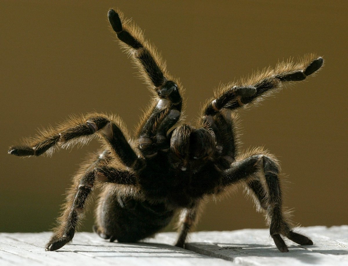 Grammostola mollicoma