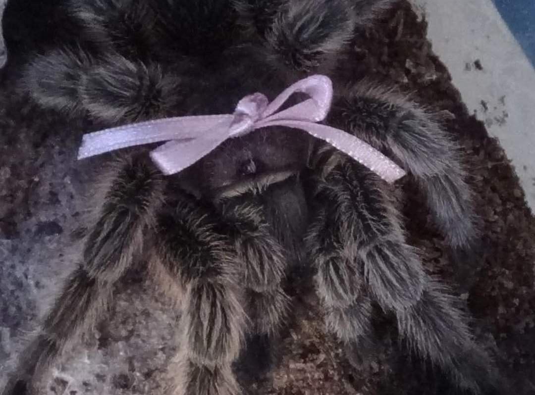 Милый Тарантул с бантиком