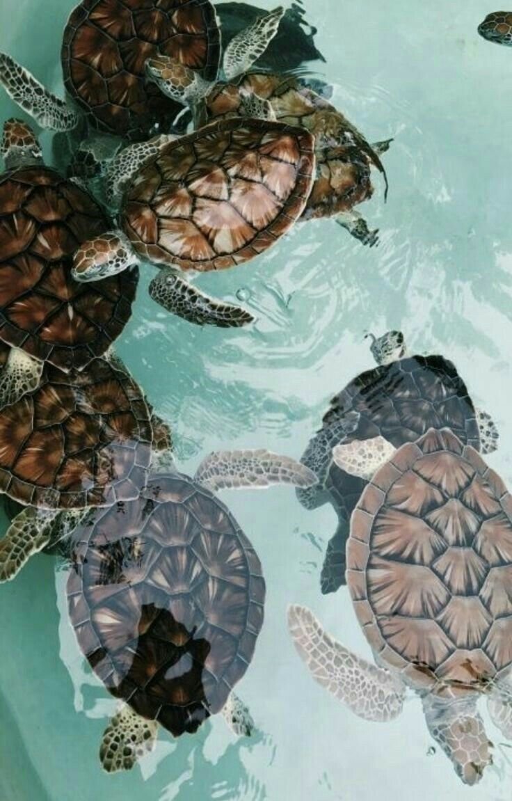 Эстетика черепах