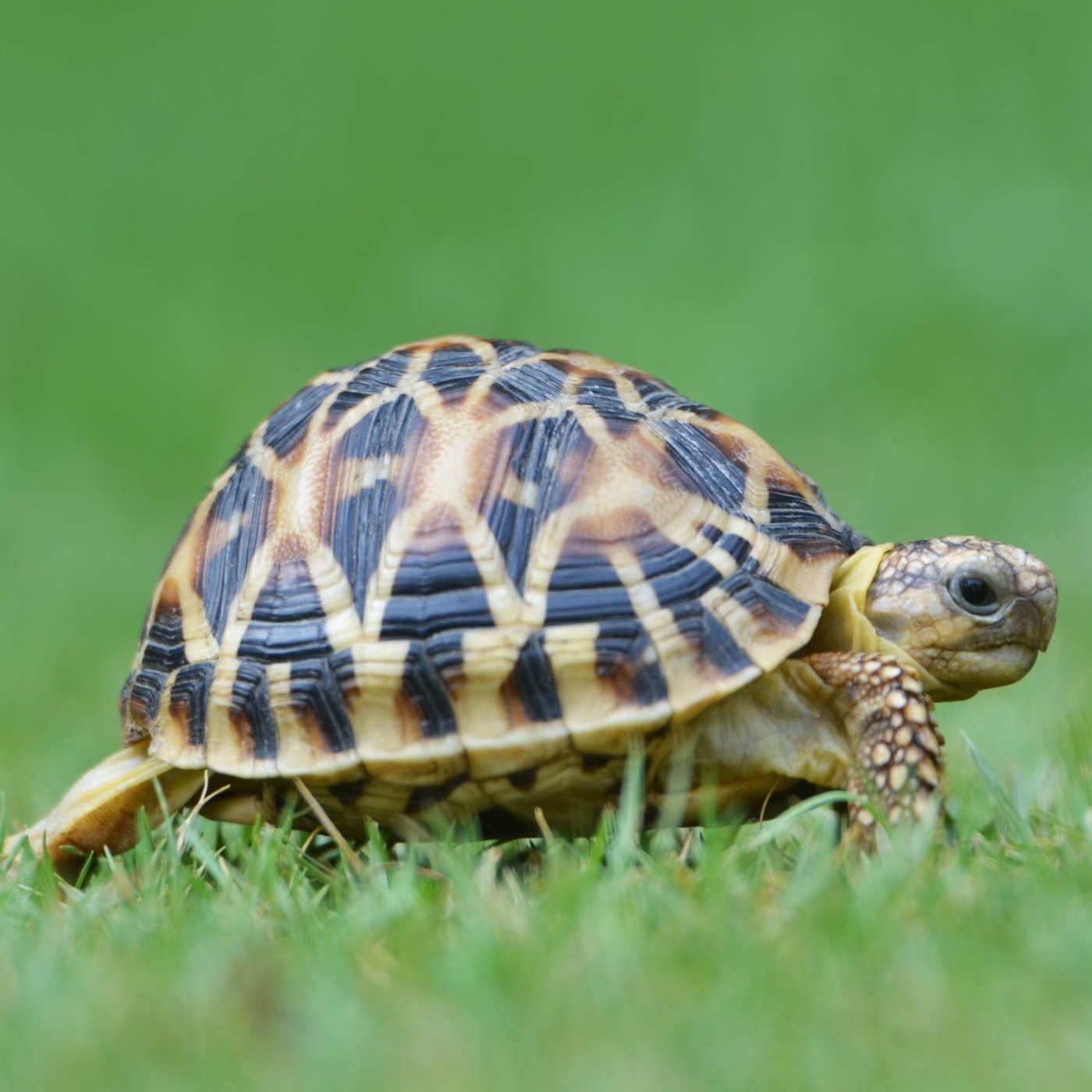 Черепашка картинка. Окаймлённая сухопутная черепаха. Большая Среднеазиатская черепаха. Проект Среднеазиатская сухопутная черепаха. Черепаха милая сухопутная.