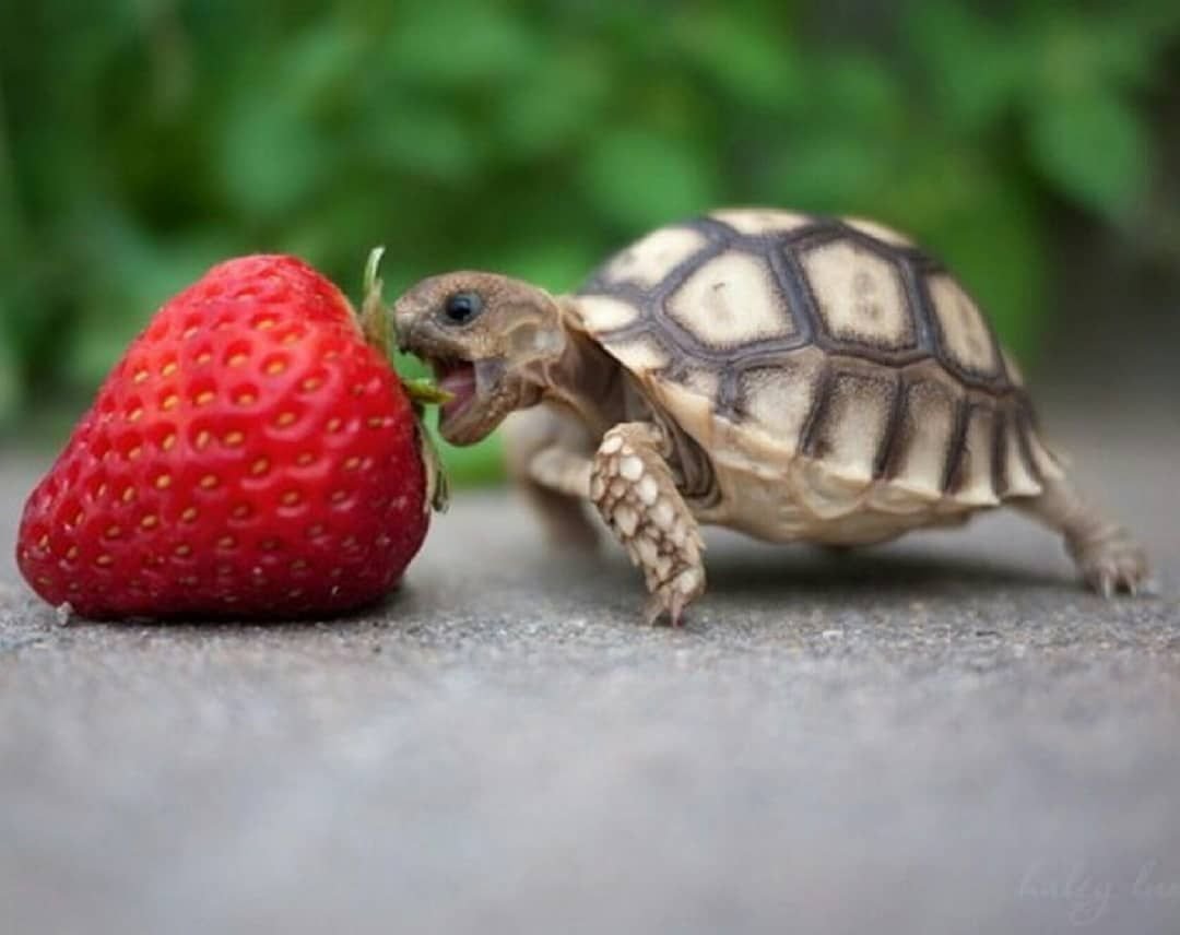Черепашка с клубникой