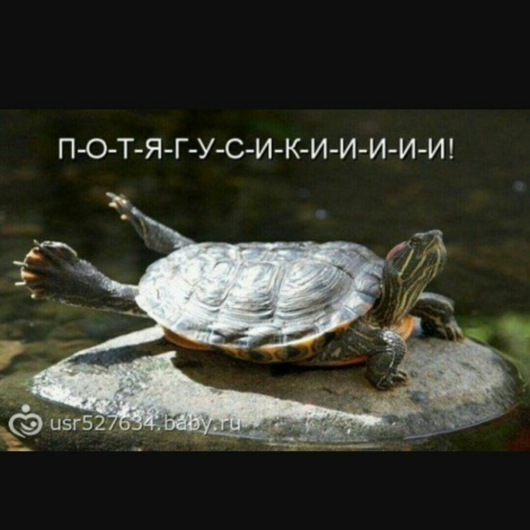 Смешные красноухие черепахи