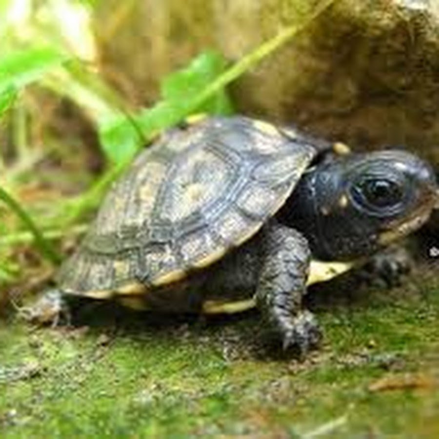 Питомцы черепахи. Земноводные черепахи. Желтобрюхая черепаха. Маленькие Черепашата. Черепаха домашняя.