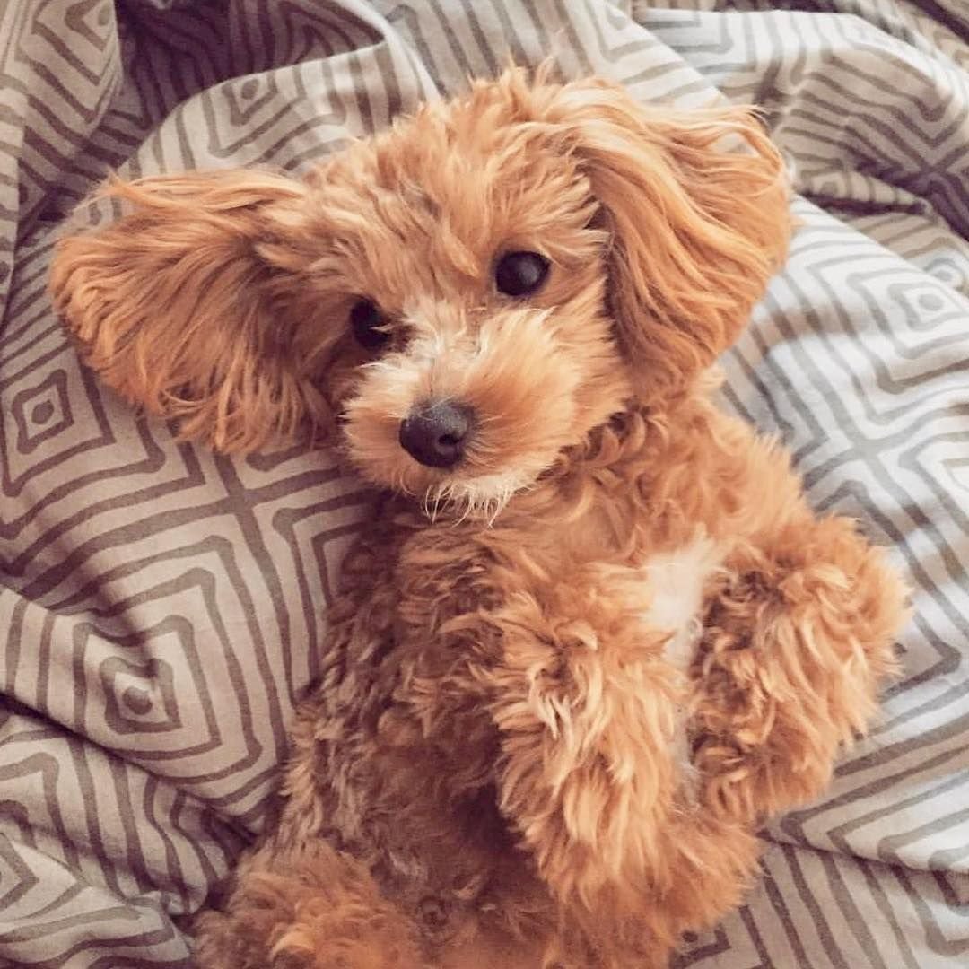 Белые кучерявые породы собак с крупными лапами