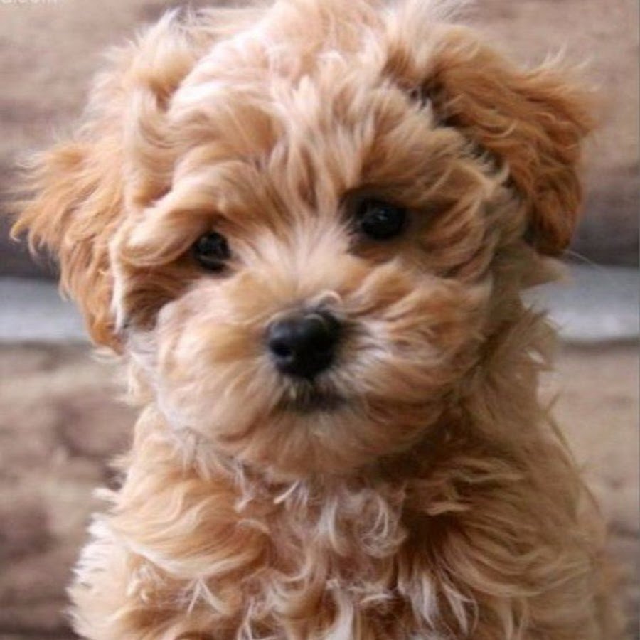 Щенок мальтипу