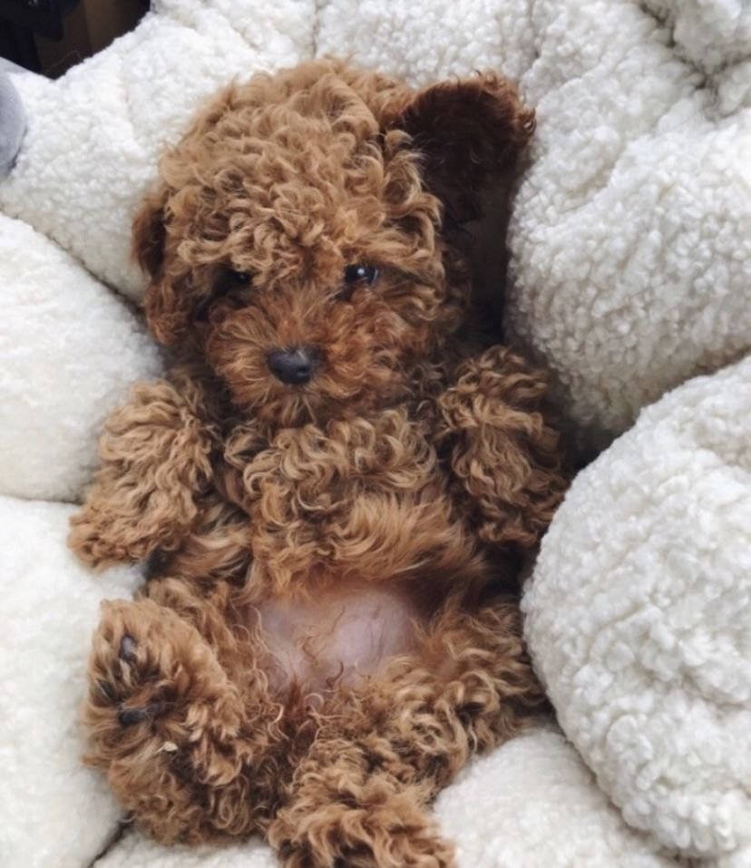 Вельштерьер жесткошерстный