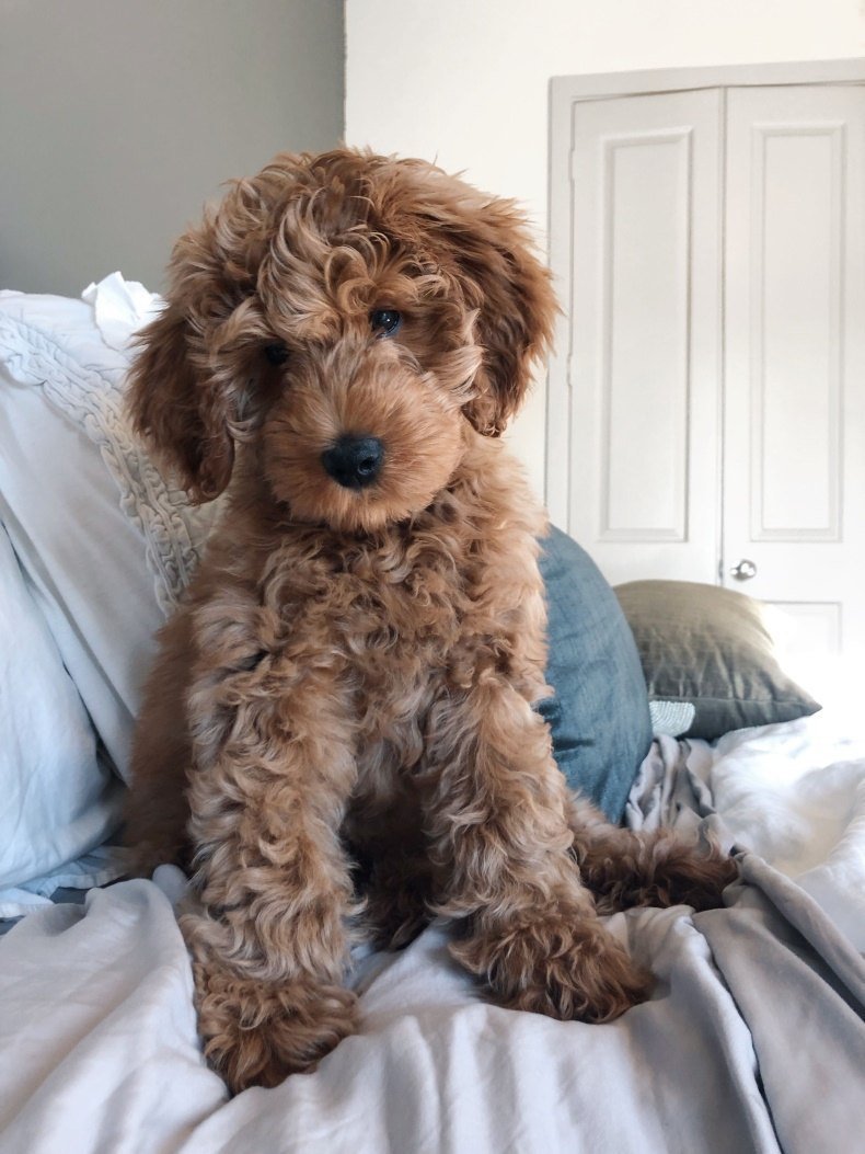 Порода Голдендудль