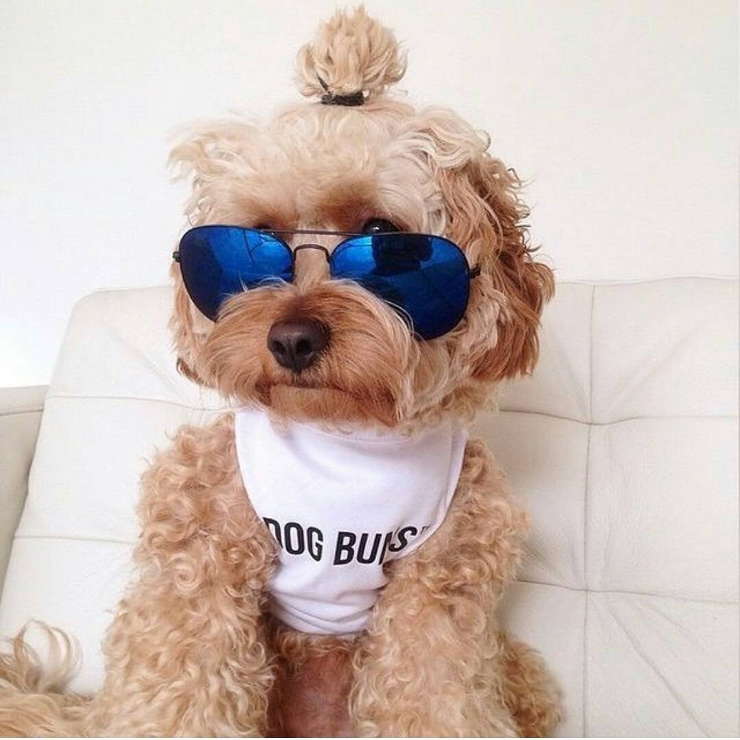 Toy Poodle собака