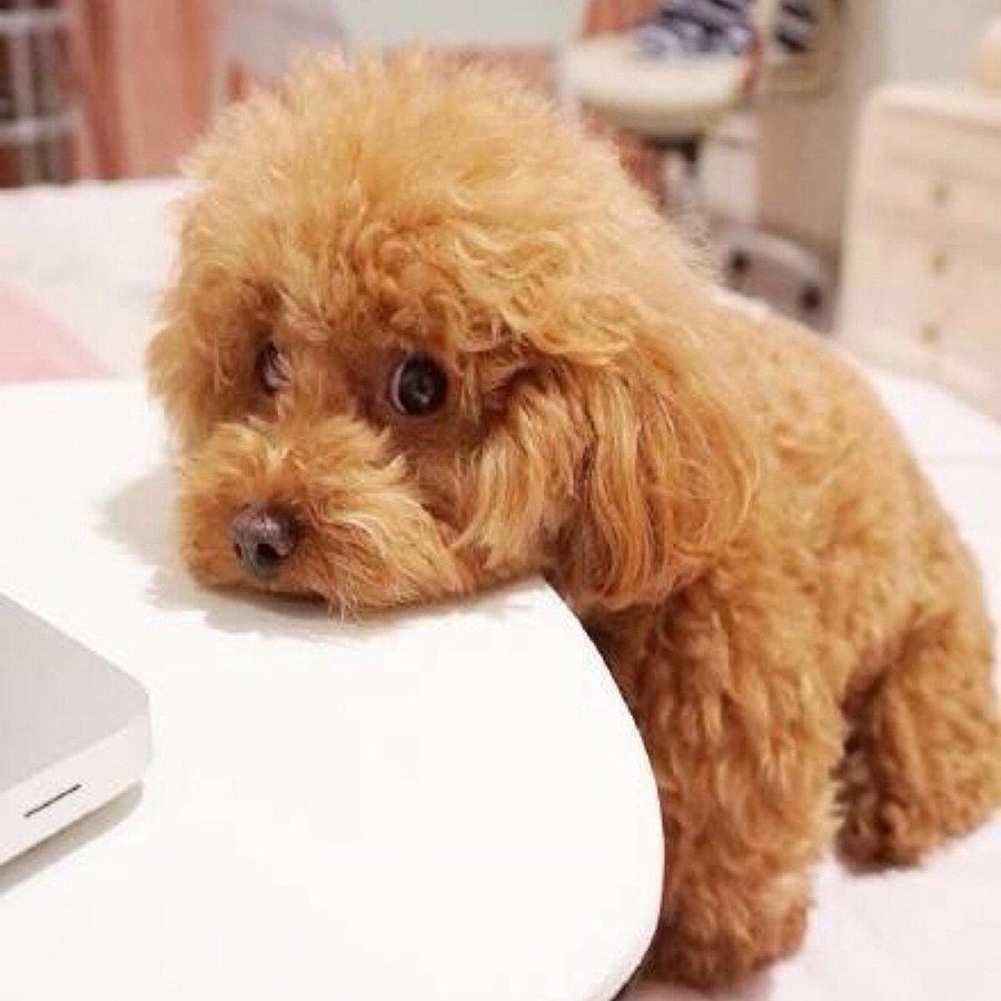 Мини той пудель мальтипу