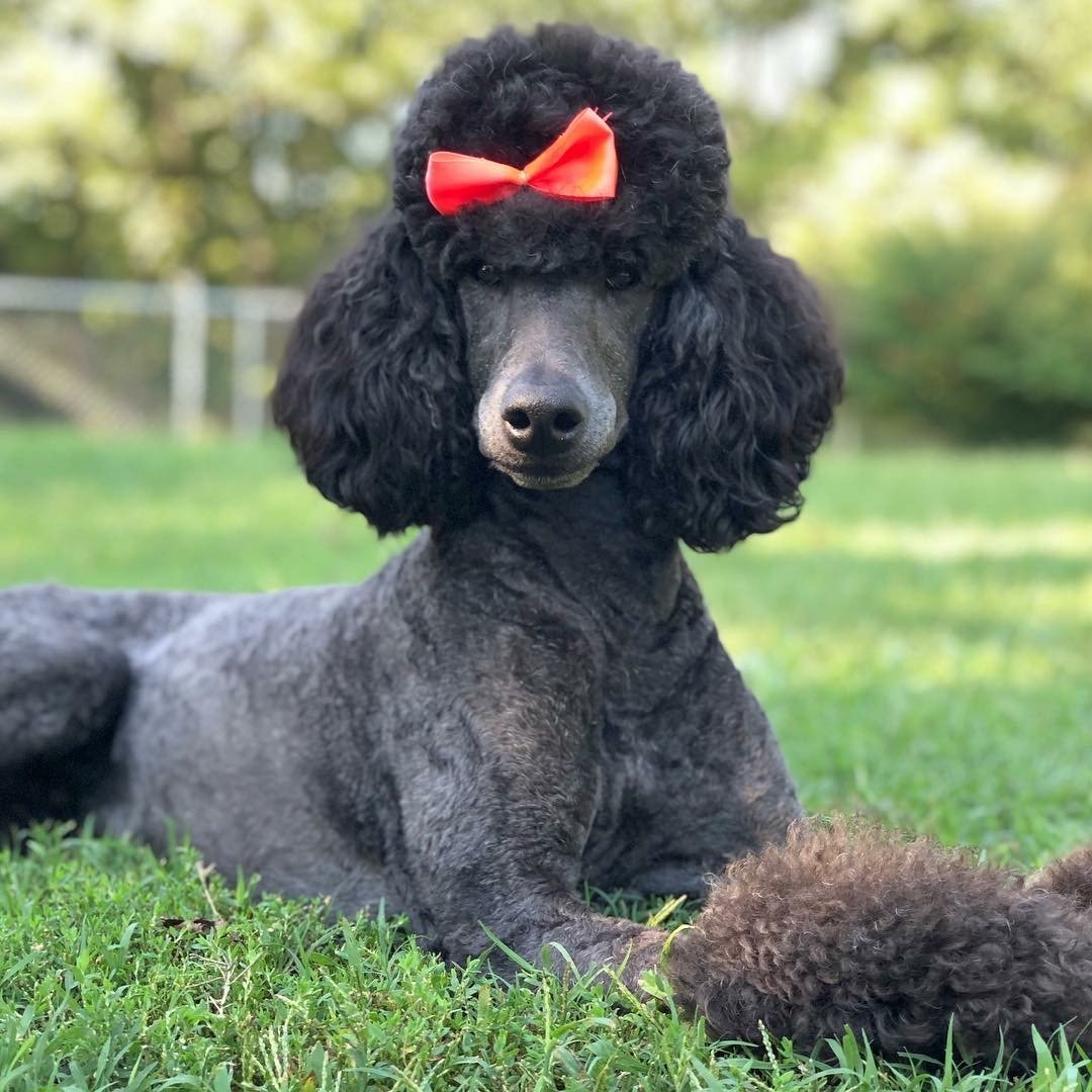 Собака с прической