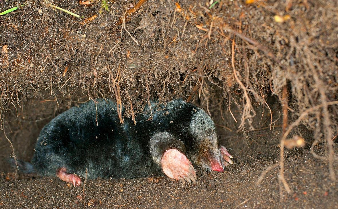 Медведка на прозрачном фоне