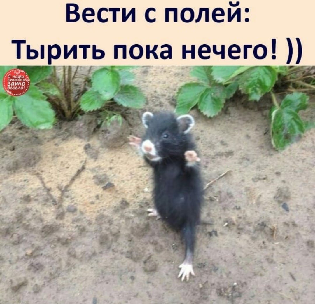 Медведка вредитель моркови