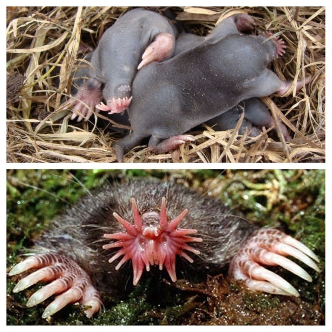 Медведка Сочинская