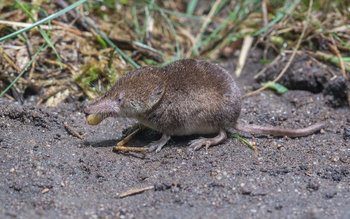 Жук медведка