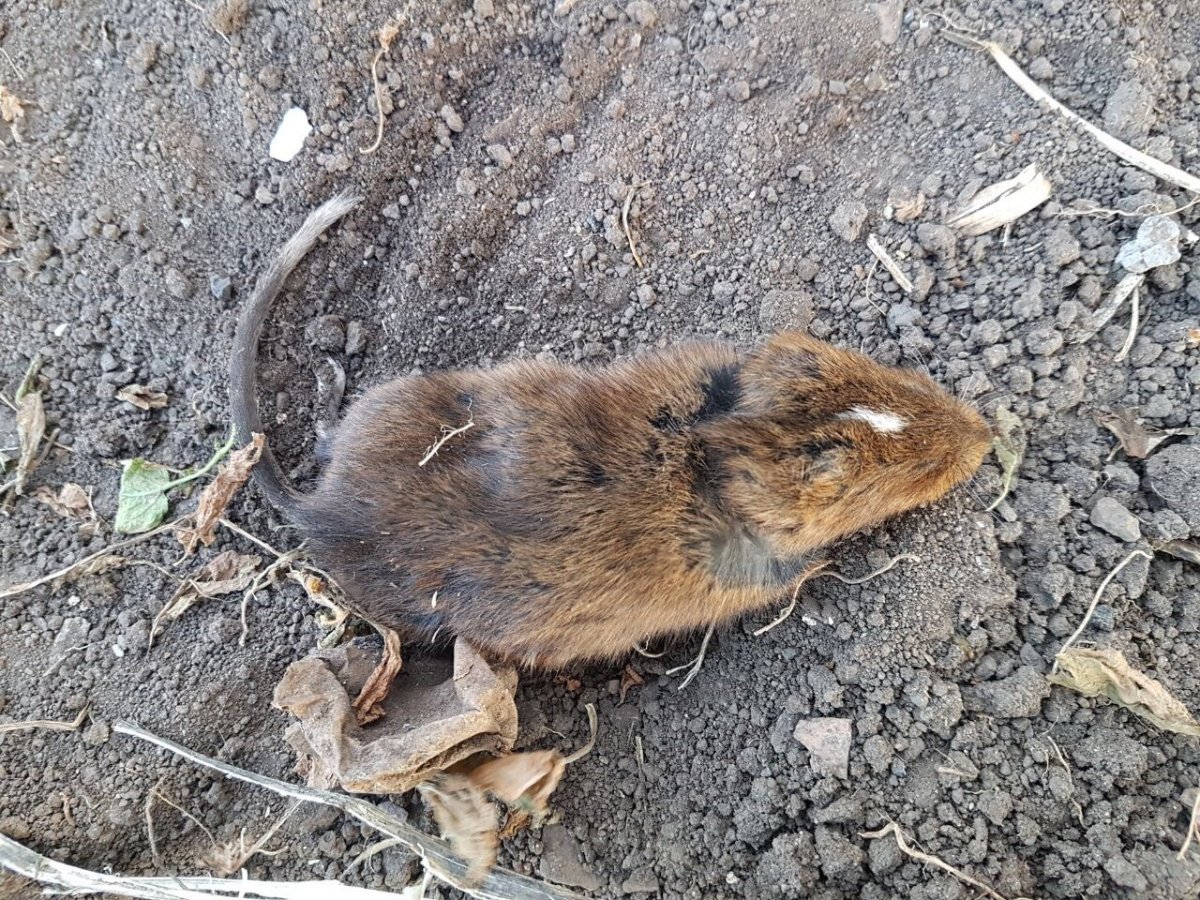Медведка плавает в воде