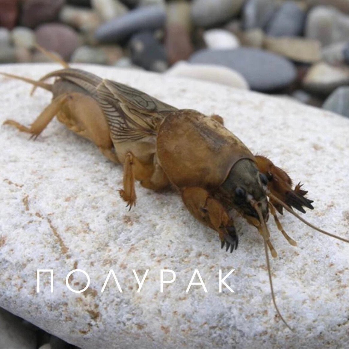 Грызуны которые едят картошку