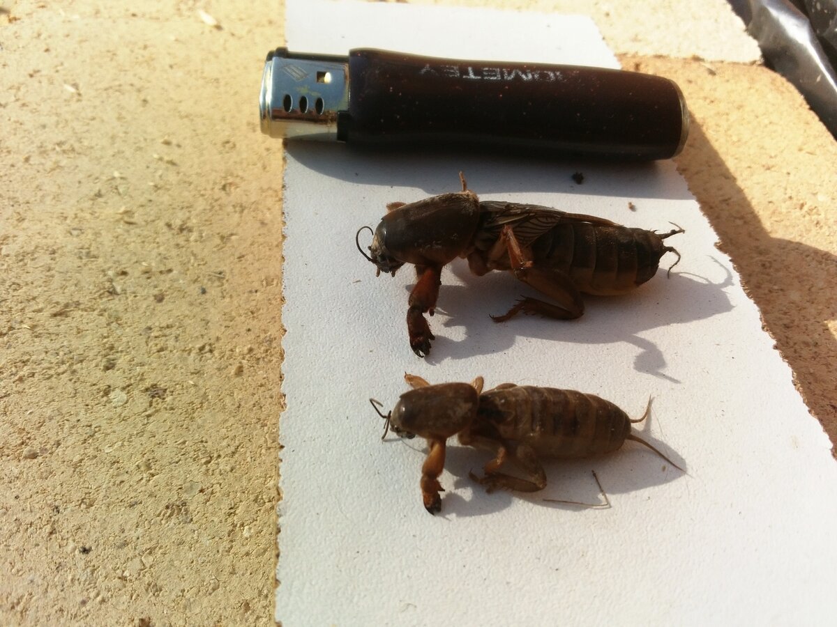 Огромная медведка МУТАНТ