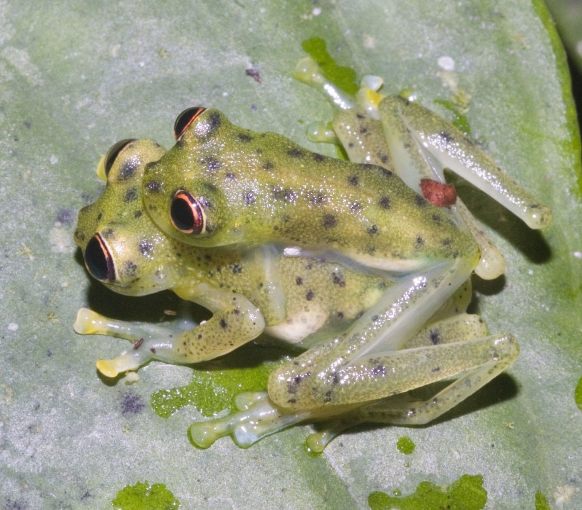 Стеклянная лягушка (Glass Frog)