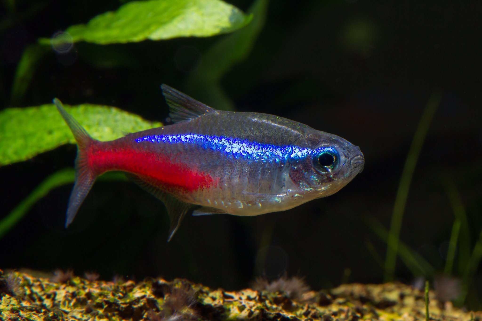 Аквариумные рыбки самара. Тетра Керри фиолетовый неон. Неон красный рыбка аквариумная. Вуалевый неон рыбка. Неон черный рыбка аквариумная.