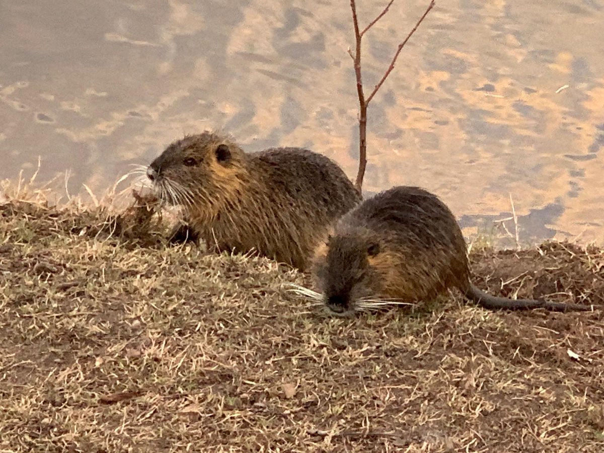 Ондатра Забайкалье