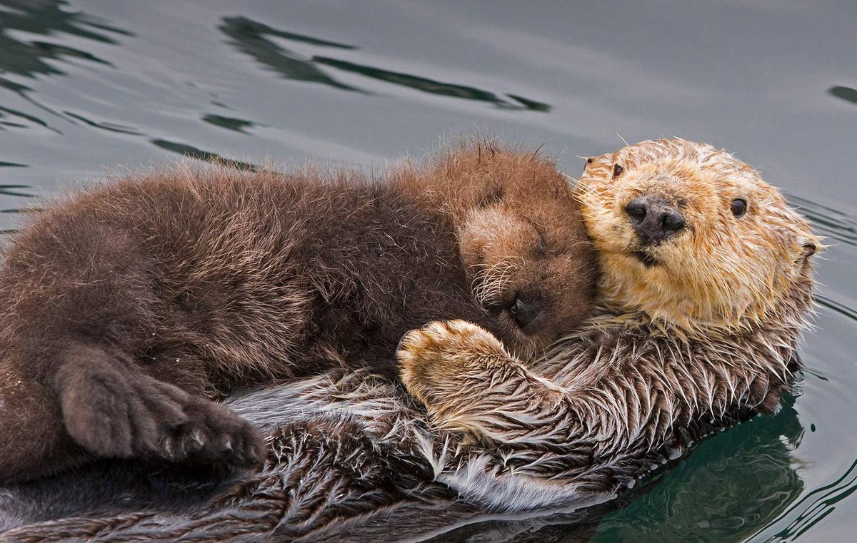 Ханкайский заповедник ондатра