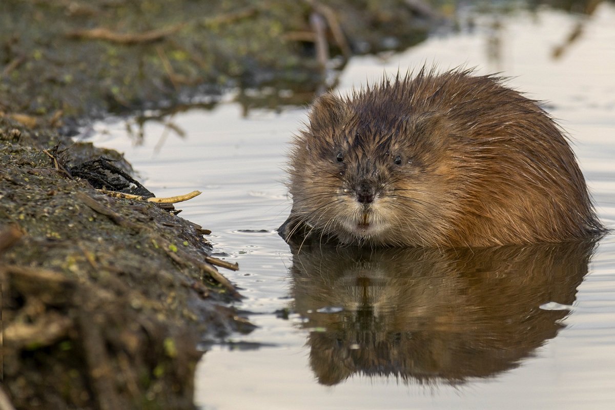 Звуки ондатры