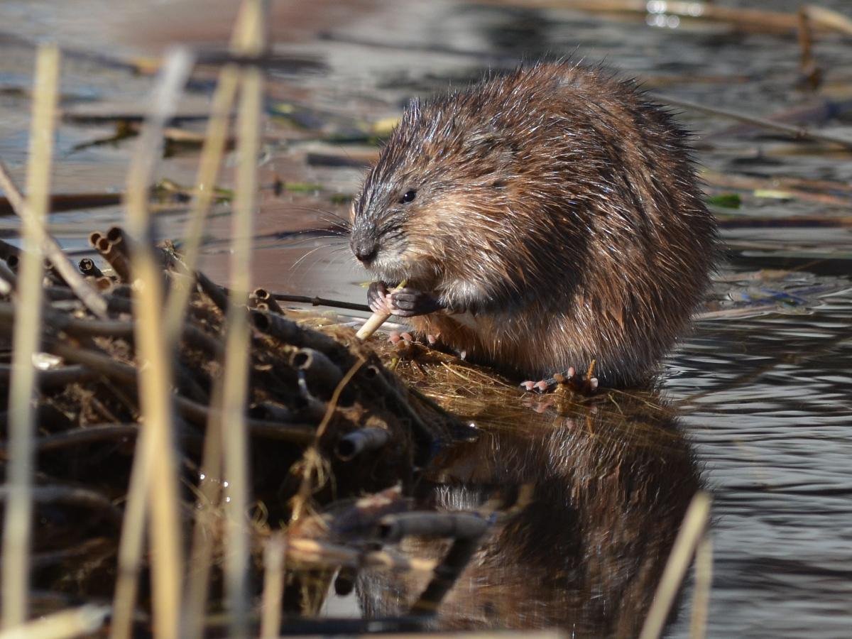 Beavers build dams