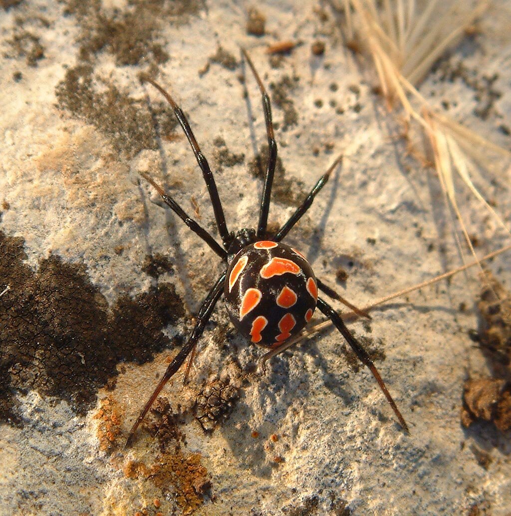 Araneus alsine паук