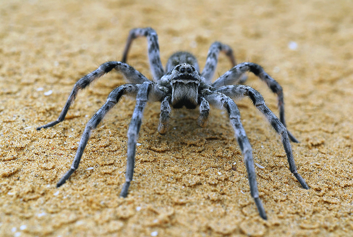 Паук золотопряд Nephila