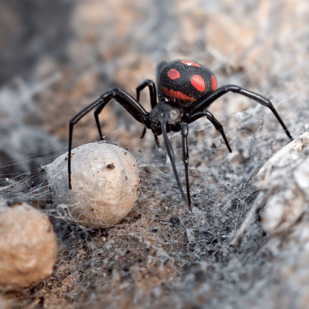 Паук Zoropsis spinimana