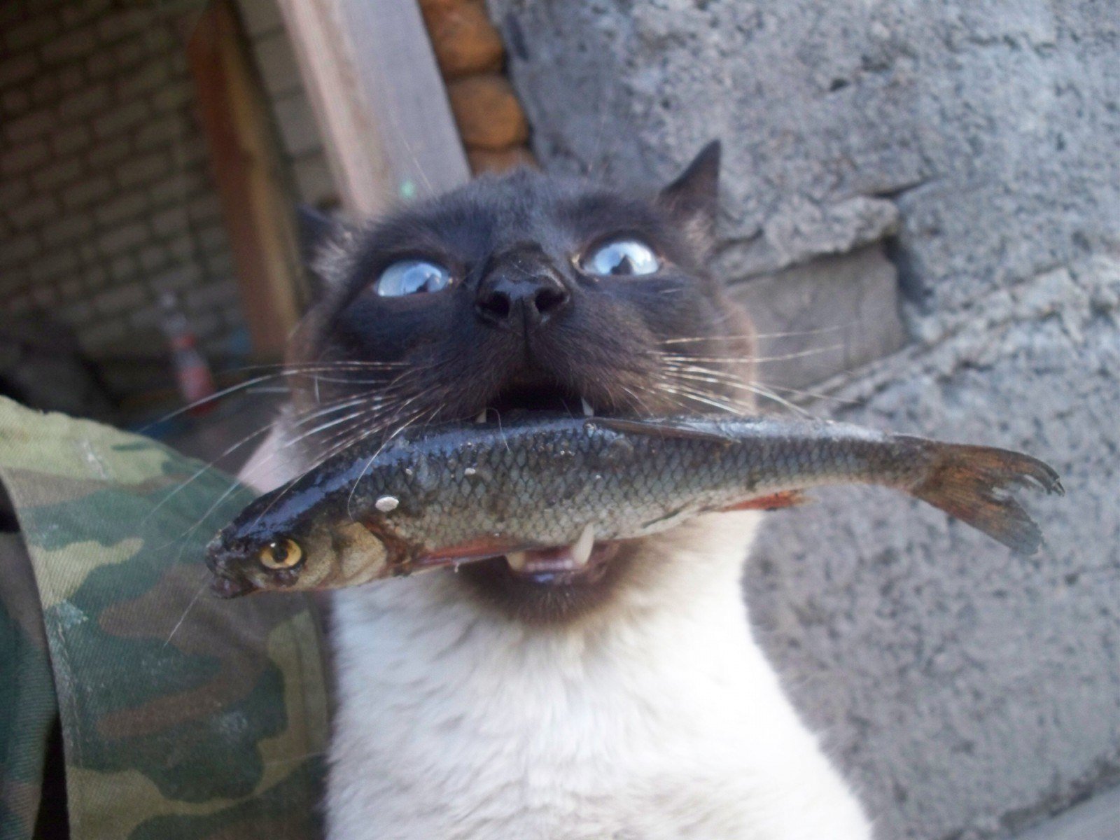 Почему хочу рыбу. Смешные рыбы. Кот с рыбой. Кот ворует рыбу. Кот стащил рыбу.